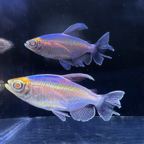 3 Pack Albino Congo Tetra 1.5-2 Inch Live Freshwater Aquarium Fish School