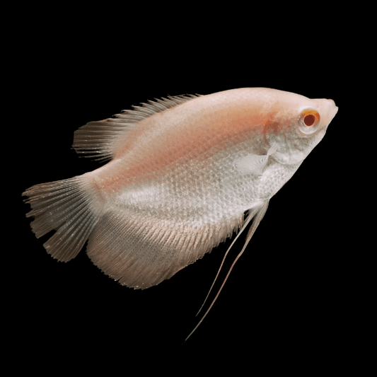 Albino Giant Gourami 3–3.5” – Live Freshwater Aquarium Fish for Large Community Tanks