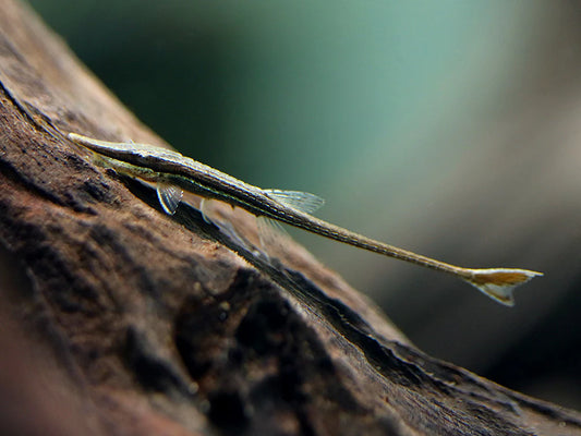2-Pack Farlowella Catfish 3–4” – Live Freshwater Algae Eaters Aquarium Fish