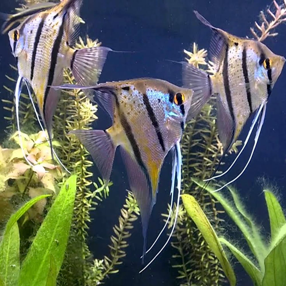 Spotted Scalare Angelfish Peru 3.0–3.5” (Wild) – Rare South American Freshwater Fish