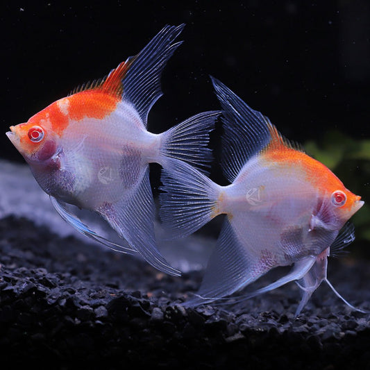 Red Back Albino Angelfish Med 2-2.5 Inch Live Freshwater Aquarium Fish
