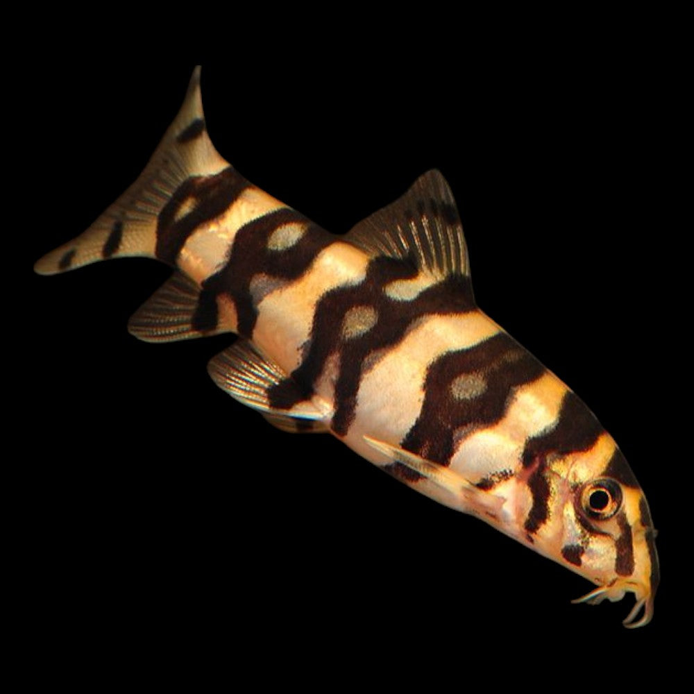 4-Pack Angelicus Botia Loach 1.5–2.0” – Live Peaceful Bottom-Dwelling Fish