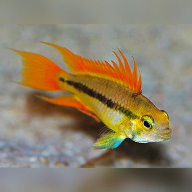 Apistogramma Cacatuoides Orange Medium Pair – Live Freshwater Dwarf Cichlids