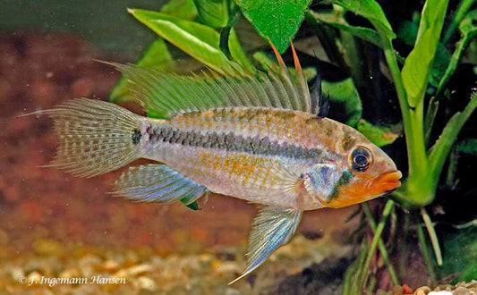 3-Pack Juruensis Dwarf Cichlid 1-1.25 Inch Live Freshwater Aquarium Tanks