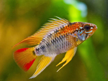 Pair Apistogramma Viejita 1.0–1.5” – Live Freshwater Dwarf Cichlid Aquarium Fish