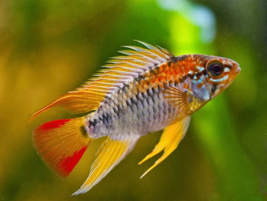 Pair Apistogramma Viejita 1.0–1.5” – Live Freshwater Dwarf Cichlid Aquarium Fish