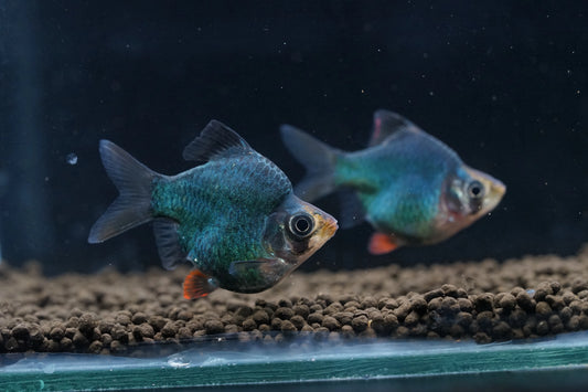 4-Pack Tiger Barb Balloon 1–1.5 Inch Live Freshwater Fish Aquarium Pro Community
