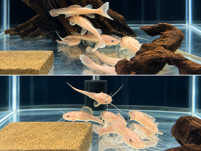 Panda Albino SA Redtail Catfish 3-3.5" Live Freshwater Rare Aquarium Fish