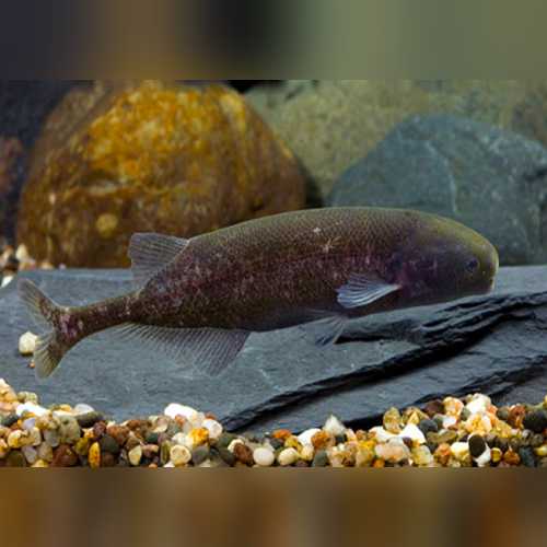 Torpedo Whale Mormyrid 3–3.5” – Live Rare Freshwater Elephantnose Fish
