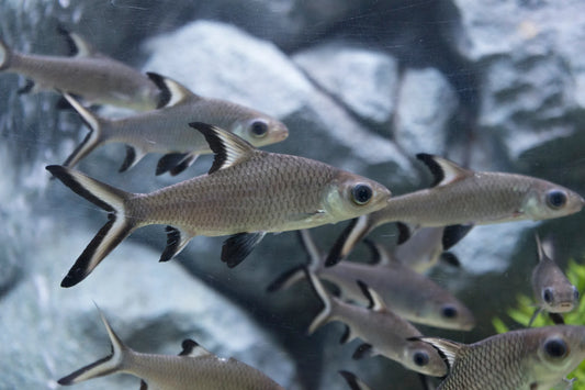 3-Pack Bala-Shark 1.5–2.0” – Peaceful Freshwater Schooling Fish – Aquarium Ready