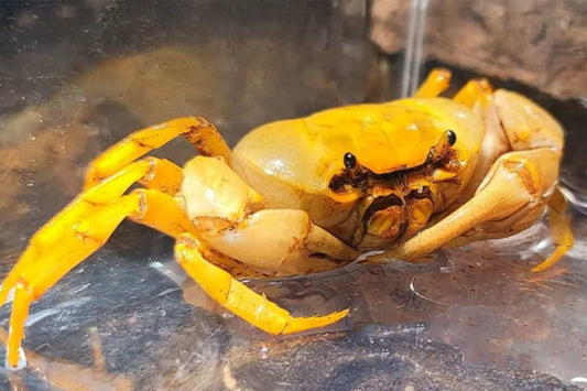 2-Pack Banana Crab 2–3” Live Crab – Bright Yellow Semi Aquatic Exotic Pet