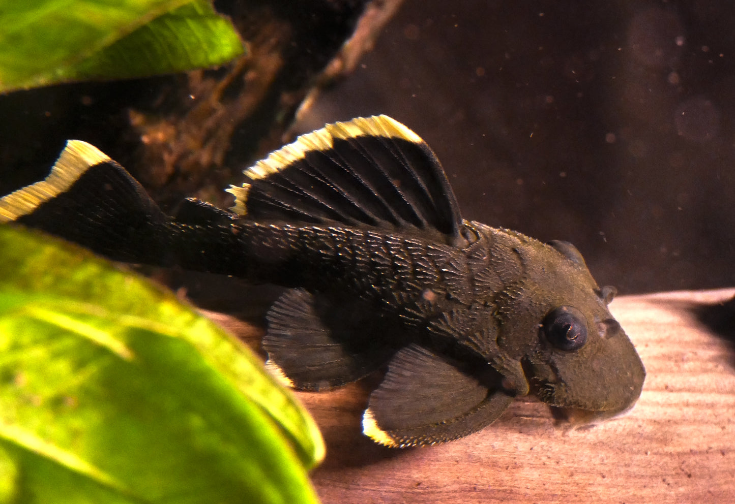 Pleco L047 Mango 2.5-3" Live Freshwater Fish Rare L Number Catfish Bright