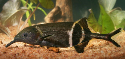 Elephant Nose Fish 3-4” – Live Freshwater Aquarium Fish – Rare & Intelligent