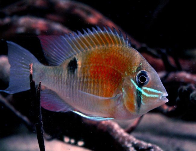 Cupid Red Face Itaya Cichlid 2.5-3 Inch Live Freshwater Aquarium Fish Rare Color