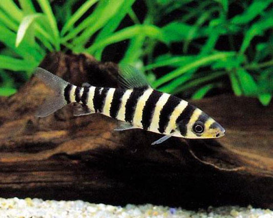 3-Pack Leporinus affinis 2.0–2.5” – Active Freshwater Aquarium Fish for Large Tanks