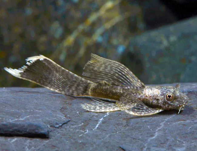 3-Pack Bushynose Pleco 1.0–1.5” (Ancistrus cf. cirrhosus) – Live Algae Eaters