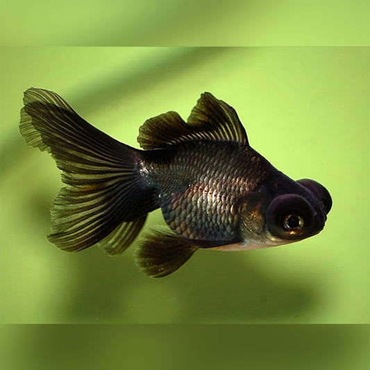 4-Pack Black Moor Goldfish 2.0–2.5" – Fancy Live Freshwater Aquarium Fish