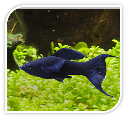 5-Pack Black Lyretail Molly Medium – Live Freshwater Aquarium Fish – Hardy & Active