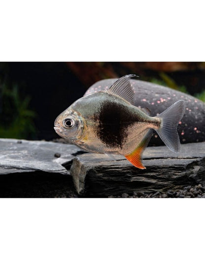 Silver Dollar Blackberry 2-2.5” – Live Freshwater Aquarium Fish for Community Tanks