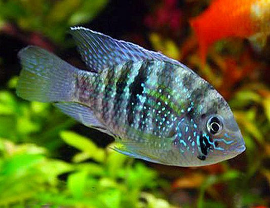 Blue Acara Cichlid 2–2.5” Live Freshwater Tropical Aquarium Fish
