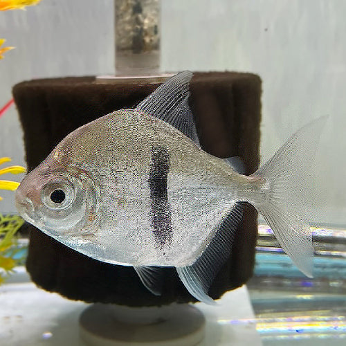 Blue Hook Wide Bar Silver Dollar 3.5-4 Inch Live Freshwater Aquarium Fish