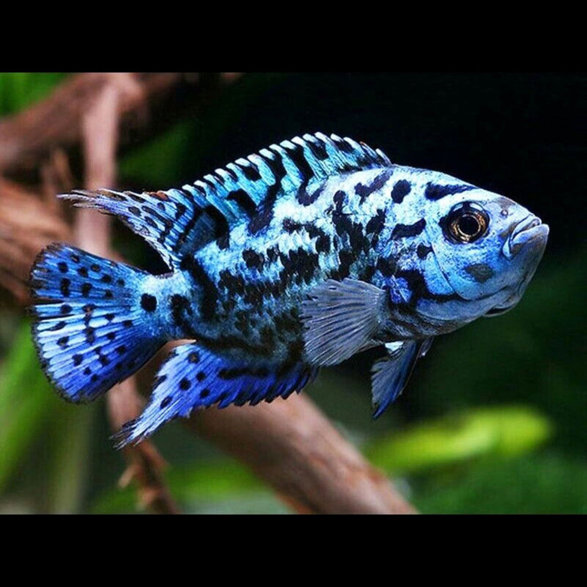2-Pack Electric Blue Jack Dempsey 2-2.5" Live Freshwater Cichlid Aquarium Fish