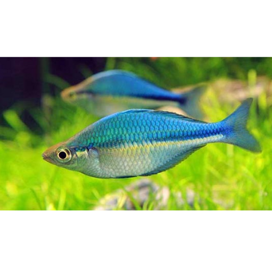 3-Pack Turquoise Rainbowfish 2.5–3 Inch Live Freshwater Fish Aquarium Pro