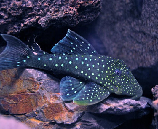 Blue Phantom Pleco L128 4–5” Live Fish – Rare Exotic Algae Eater Pleco