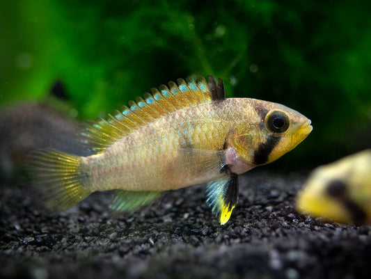 3-Pack Apistogramma Pandurini 1-1.25 Inch Live Freshwater Aquarium Fish Cichlids