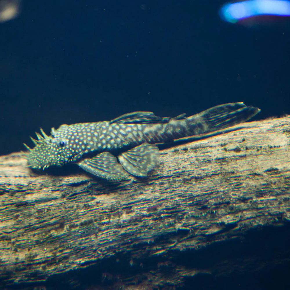2-Pack Bristlenose Xenocara Pleco 2.5-3 Inch Live Freshwater Fish Cat