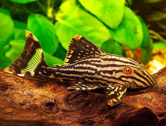 Royal Pleco L191 (3.5–4 Inch) – Rare Algae Eater – Live Freshwater Aquarium Fish