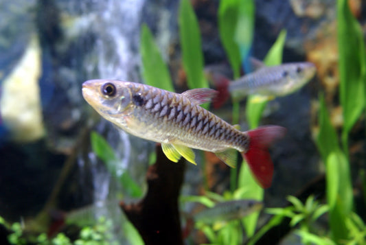 Pinktail Chalceus 3–4” Live Fish – Fast Swimming Silver Fish with Red Tail