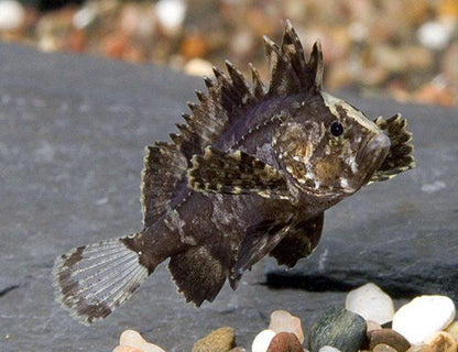2-Pack Indian Butterfly Goby 1.0-1.5 Inch Live Freshwater Fish Aquarium Goby