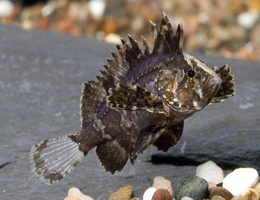 2-Pack Indian Butterfly Goby 1.0-1.5 Inch Live Freshwater Fish Aquarium Goby