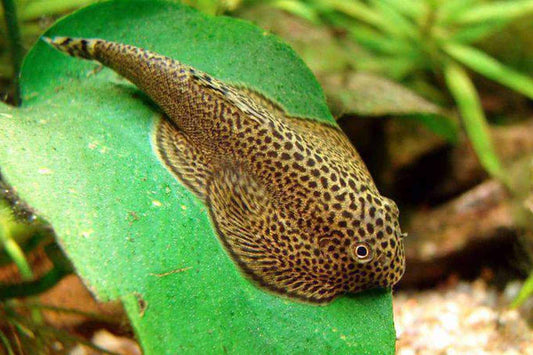 3-Pack Hillstream Butterfly Loach – Live Freshwater Aquarium Fish – Algae Eater