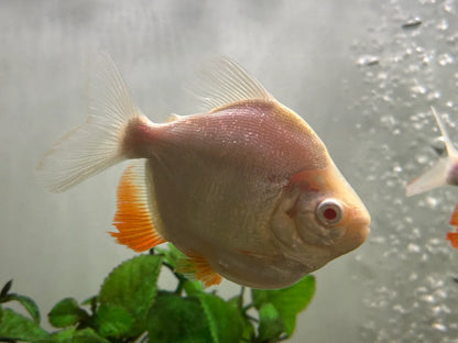 Albino Pacu Short Body 1.5” – Live Freshwater Aquarium Fish for Large Community Tanks