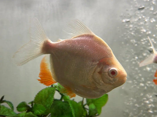 Albino Pacu Short Body 1.5” – Live Freshwater Aquarium Fish for Large Community Tanks