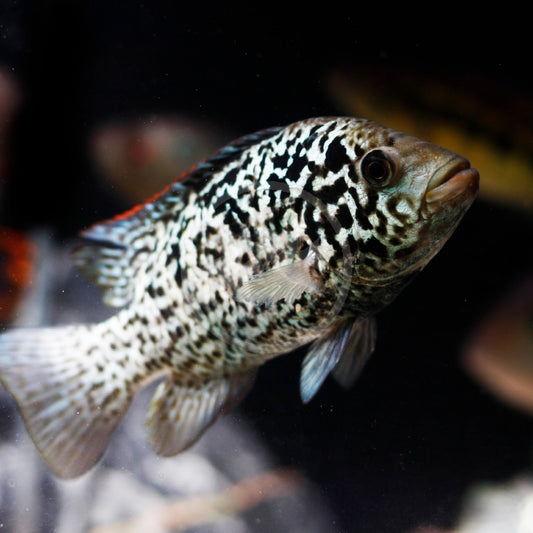 3-Pack Cuban Cichlid 1–1.5” Live Freshwater Rare Nandopsis Tetracanthus Fish