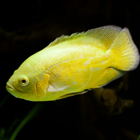 Lemon Oscar 4-5″ Live Fish – Bright Yellow Cichlid for Freshwater Aquariums