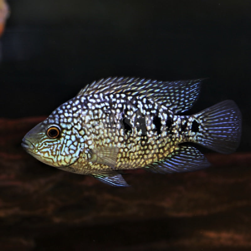 Texas Cichlid 2–2.5 Inch Live Freshwater Fish Aquarium Bright Pearl Pro