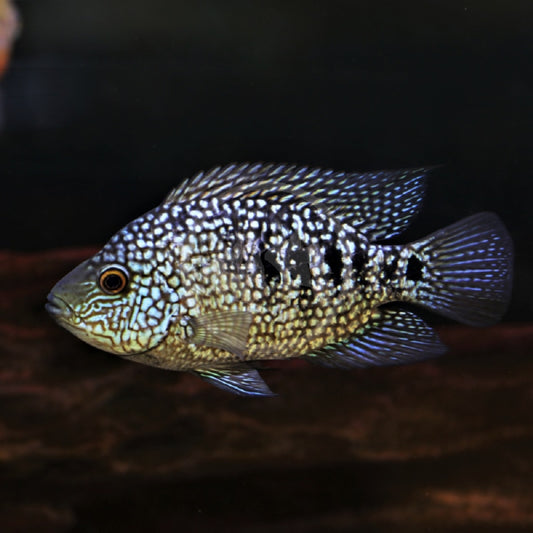 Texas Cichlid 2–2.5 Inch Live Freshwater Fish Aquarium Bright Pearl Pro