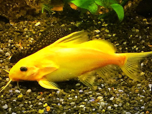 Gold Nigrita Synodontis 3-3.5 Inch Live Freshwater Catfish Aquarium Rare Pro