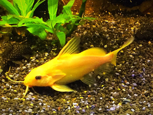 Gold Nigrita Synodontis 3-3.5 Inch Live Freshwater Catfish Aquarium Rare Pro