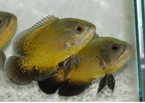 Oscar Gold Tiger 3-4 Inch Live Freshwater Cichlid Aquarium Fish Premium XL