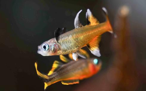 3-Pack Signifer Rainbowfish Live Freshwater Aquarium Fish Rare Schooling Fish