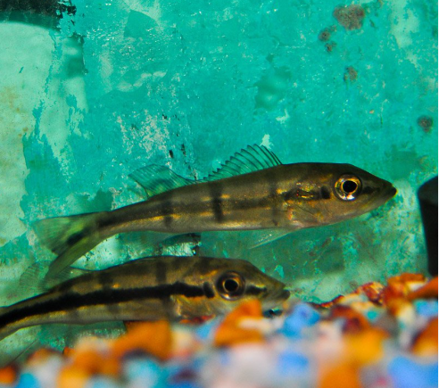 2-Pack Pinima Peacock Bass 1.5–2 Inch Live Freshwater Rare Predator Cichlid Fish