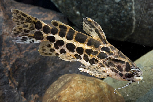 Jaguar Catfish 2-2.5 Inch Live Freshwater Aquarium Bottom Dweller Fish
