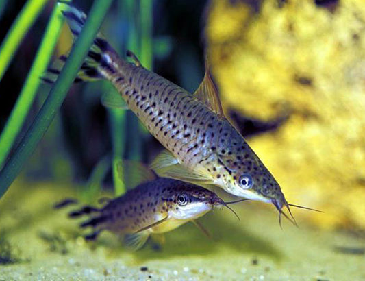 Flagtail Porthole Catfish 2.5-3 Inch Live Freshwater Aquarium Oddball Fish