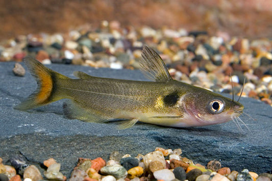 2-Pack Sun Catfish 1.5″ – Live Freshwater Aquarium Fish – Rare Golden Sun Cat
