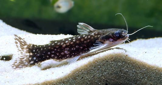 Catfish Tatia intermedia 2–3 Inch Live Freshwater Fish Aquarium Rare Pro